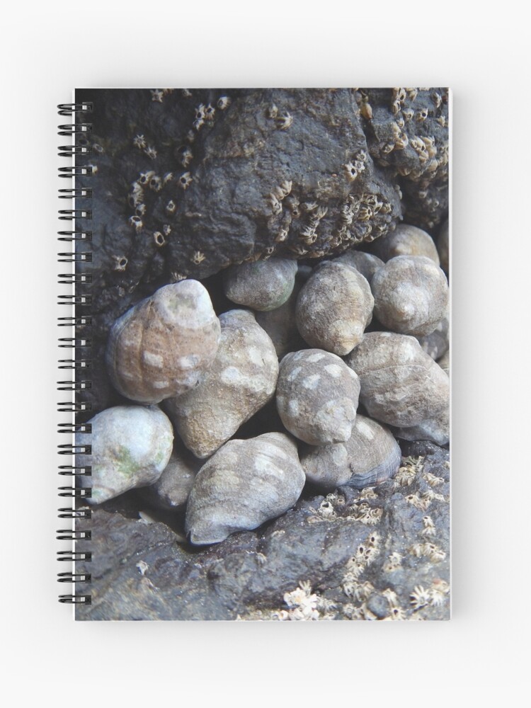 Spiral Notebook, Shells designed and sold by Pecho Amarillo