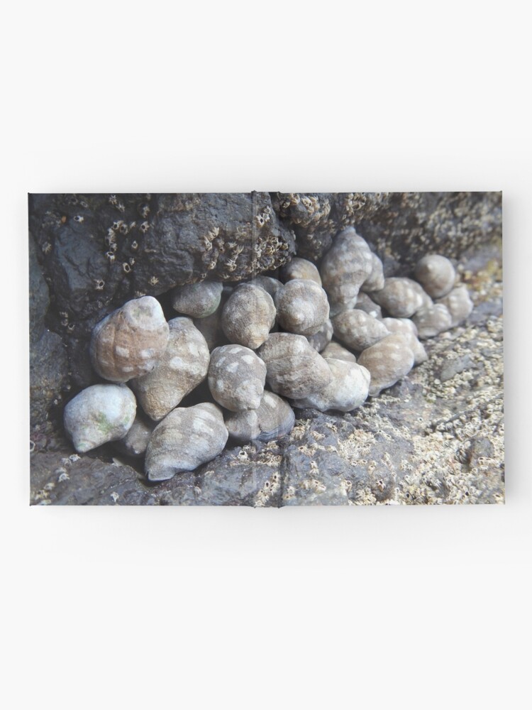 Thumbnail 2 of 3, Hardcover Journal, Shells designed and sold by Pecho Amarillo.