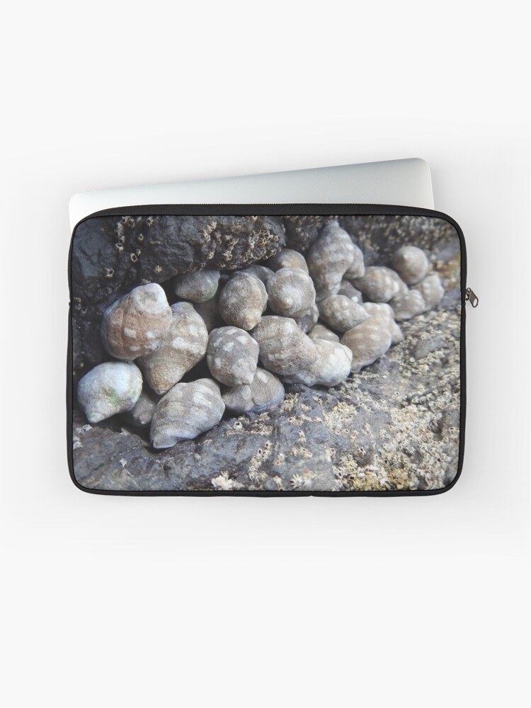 Thumbnail 1 of 2, Laptop Sleeve, Shells designed and sold by Pecho Amarillo.