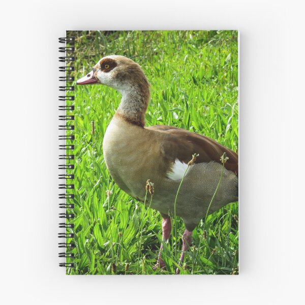 Item preview, Egyptian goose designed and sold by Ann Biddlecombe.