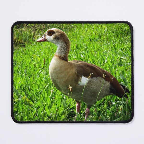Item preview, Egyptian goose designed and sold by Ann Biddlecombe.