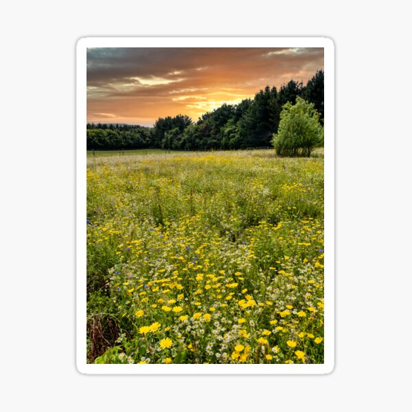 Item preview, Wild Flower Meadow Sunset designed and sold by manateevoyager.