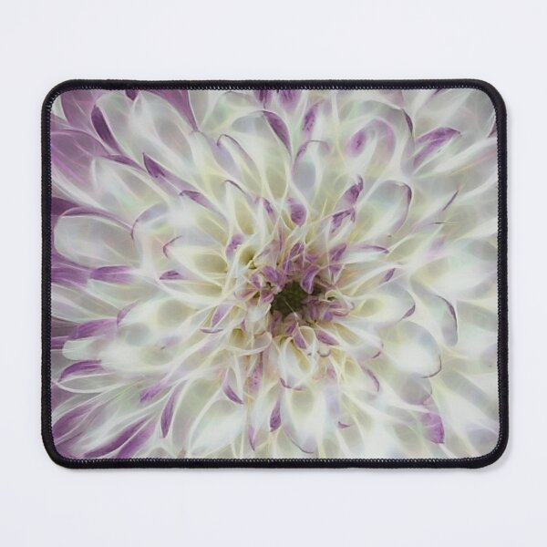 Item preview, closeup macro photography of white and purple coloured dahlia bloom designed and sold by mister-john.