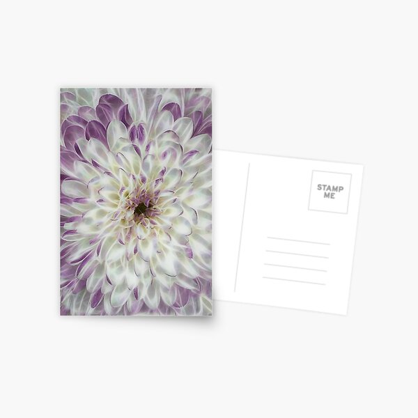 closeup macro photography of white and purple coloured dahlia bloom Postcard