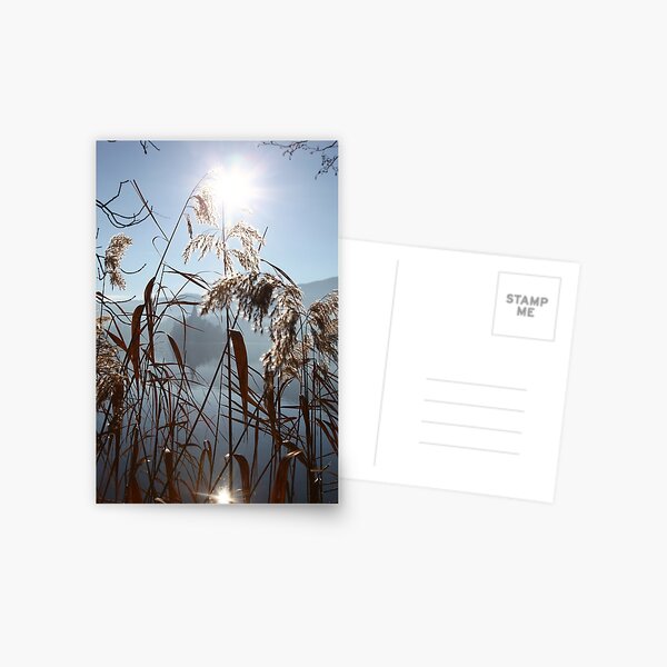 Misty Reeds Postcard