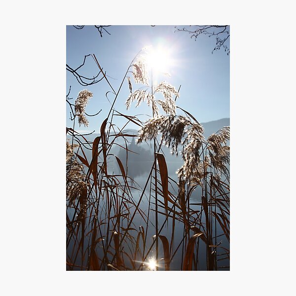 Misty Reeds Photographic Print