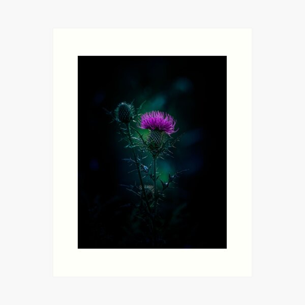 Thistle Art Print