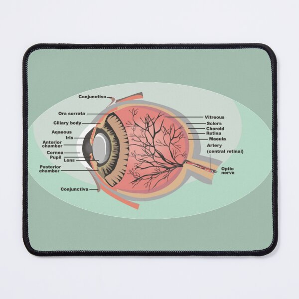 Item preview, National Eye Care Month, Eye Diagram designed and sold by HolidayBug.