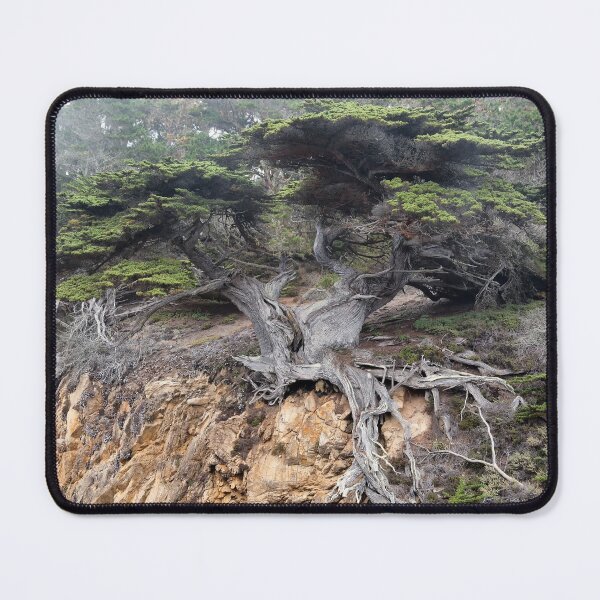 Item preview, Old Veteran Cypress designed and sold by Yair Karelic.