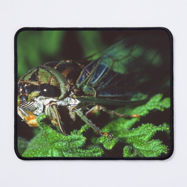 Item preview, Cicada on Citronella designed and sold by Bill Spengler's Photographic Thoughts.