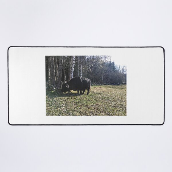 Item preview, Scottish Highland Cattle Bull 2371 designed and sold by SaarelaHighland.