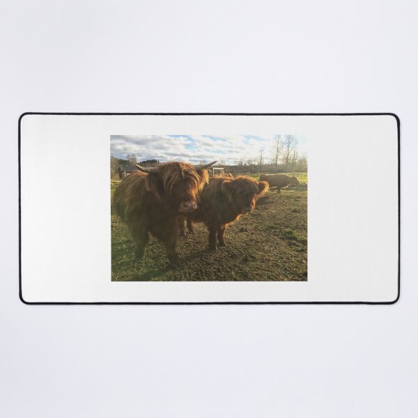 Item preview, Scottish Highland Cattle Calves 1843 designed and sold by SaarelaHighland.