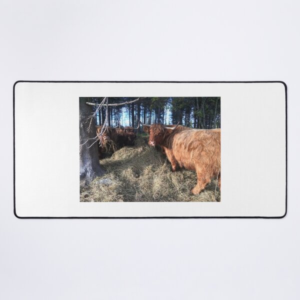 Item preview, Scottish Highland Cattle Cows 1831 designed and sold by SaarelaHighland.