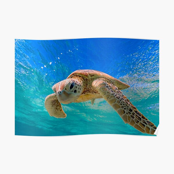 Green Turtle in Magical Water Poster
