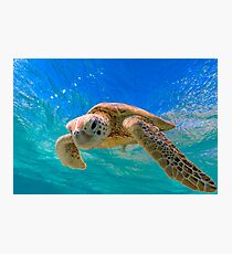 Green Turtle in Magical Water Photographic Print