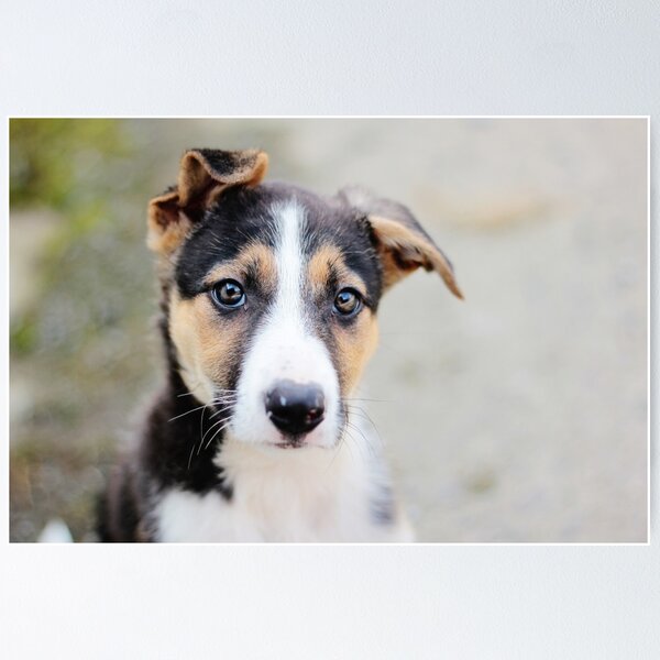 Item preview, Jess, Border Collie Puppy designed and sold by thegreendogs.