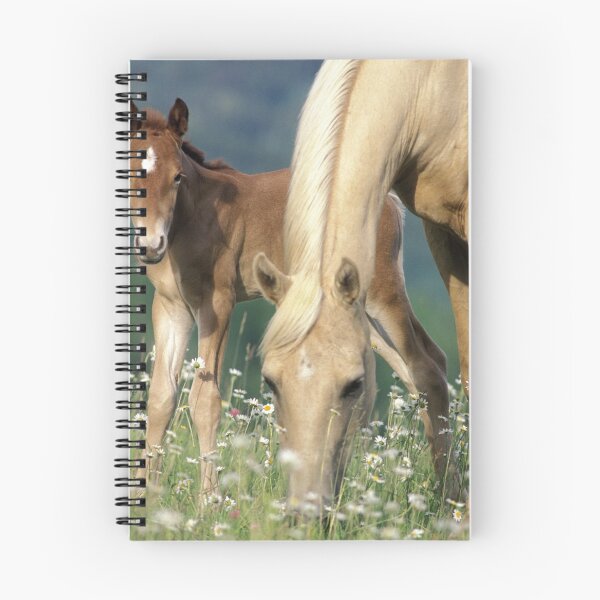 Artikelvorschau, Palomino Stute und Fohlen in Wiese entworfen und verkauft von ScienceSource.