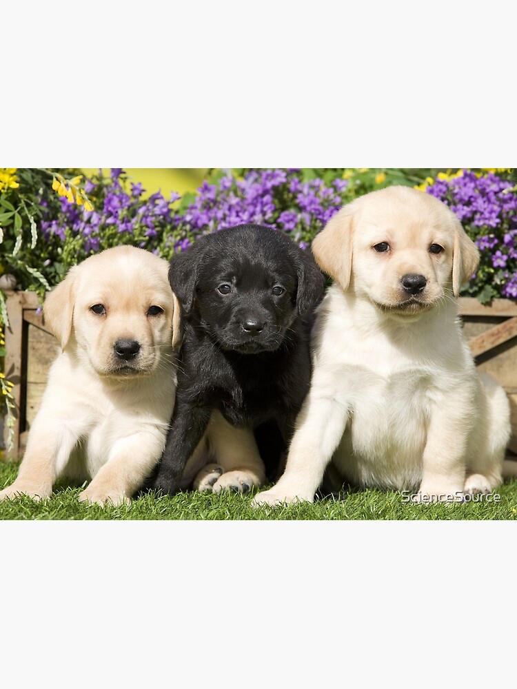 miniature black lab figurine