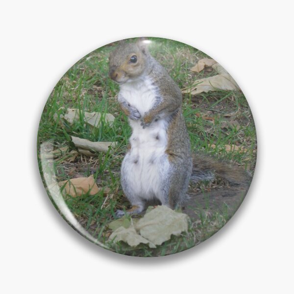 Item preview, Female Grey Squirrel with Guilty Face Photograph designed and sold by naturegallery.