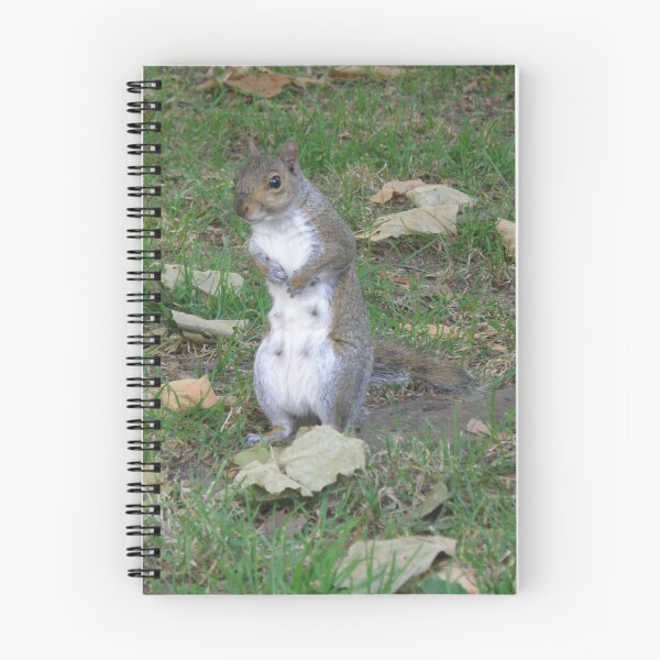 Item preview, Female Grey Squirrel with Guilty Face Photograph designed and sold by naturegallery.