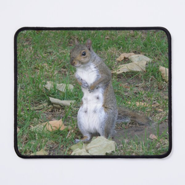 Item preview, Female Grey Squirrel with Guilty Face Photograph designed and sold by naturegallery.