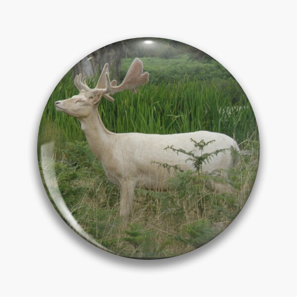 Item preview, Elegant White Fallow Deer Stag Photograph designed and sold by naturegallery.