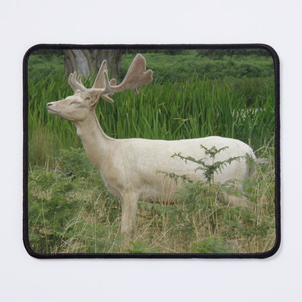 Item preview, Elegant White Fallow Deer Stag Photograph designed and sold by naturegallery.