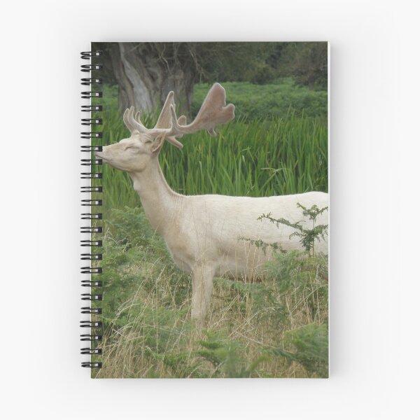 Item preview, Elegant White Fallow Deer Stag Photograph designed and sold by naturegallery.
