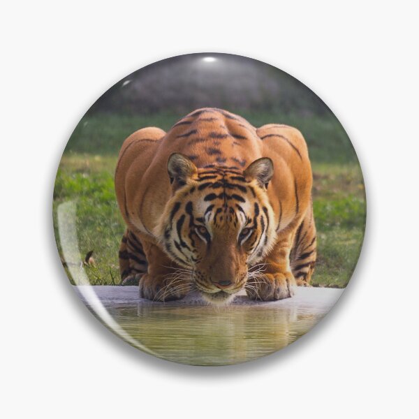 Item preview, Big Tiger Cat Drinking Water designed and sold by TheWildFlix.
