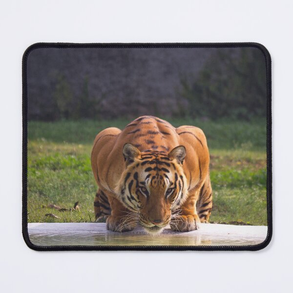 Item preview, Big Tiger Cat Drinking Water designed and sold by TheWildFlix.