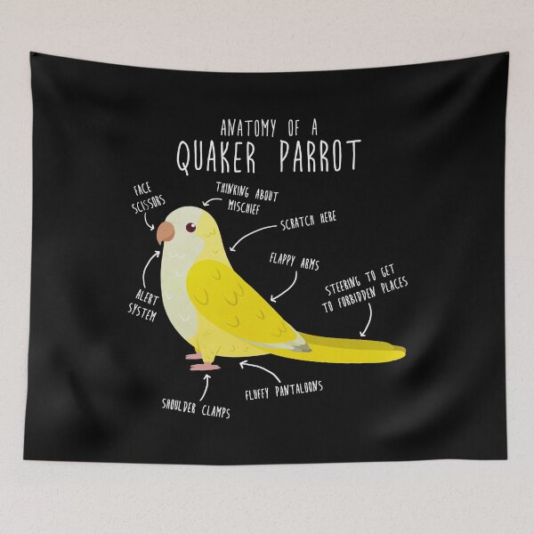 Item preview, Anatomy of a Lutino Quaker Parrot designed and sold by Clara Hollins.