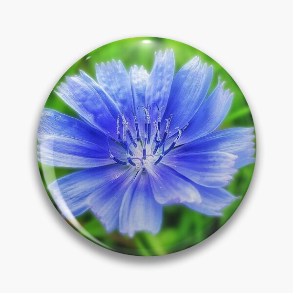 Item preview, Cornflower, British Wildflower (#295) designed and sold by phutball.
