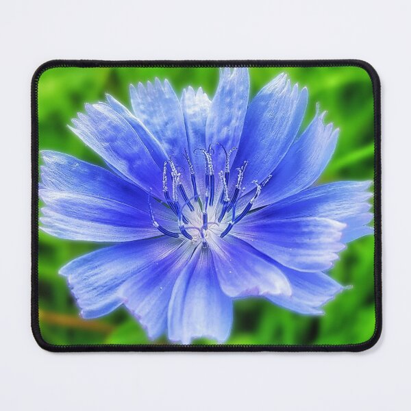 Item preview, Cornflower, British Wildflower (#295) designed and sold by phutball.