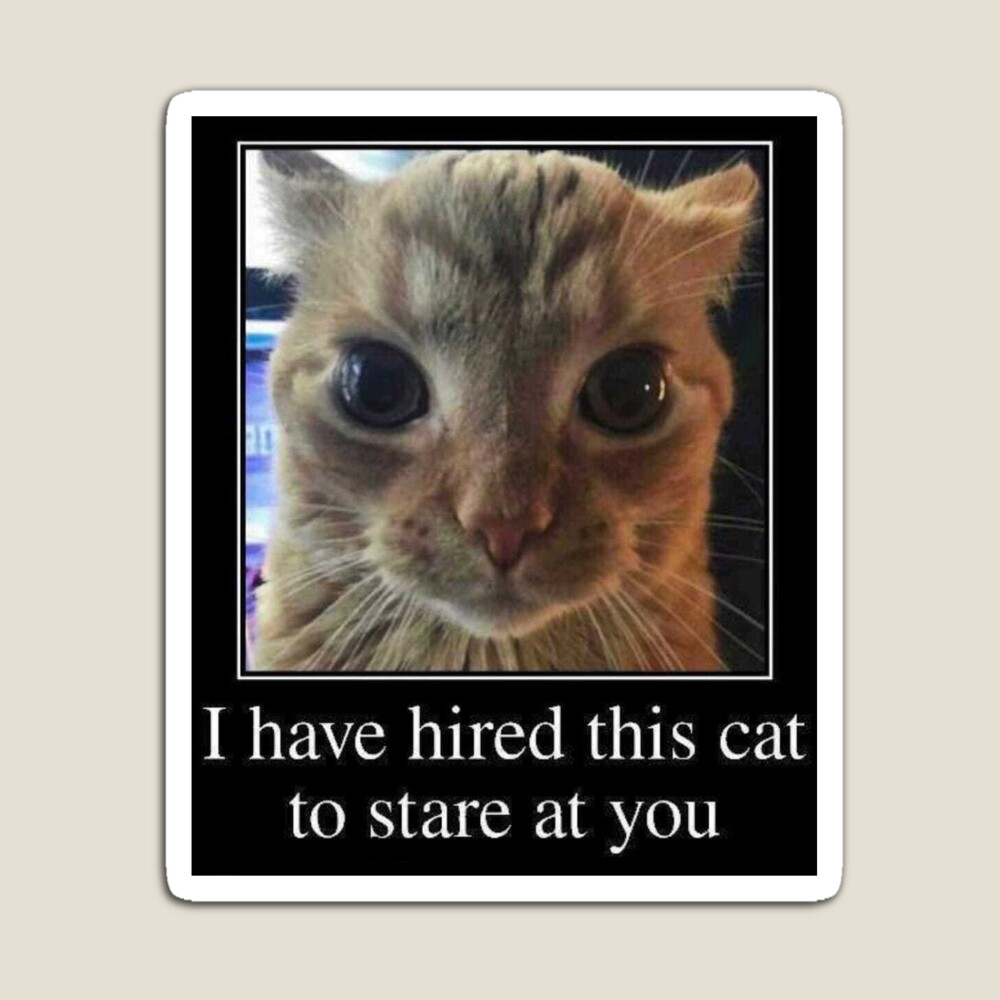 I HAVE HIRED THIS CAT TO STARE AT YOU Sticker for Sale by artist-toes |  Redbubble