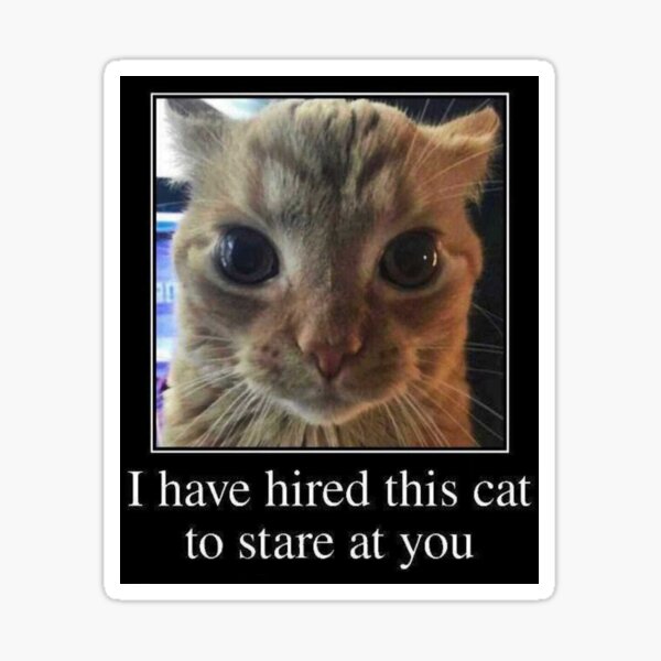 I HAVE HIRED THIS CAT TO STARE AT YOU Sticker