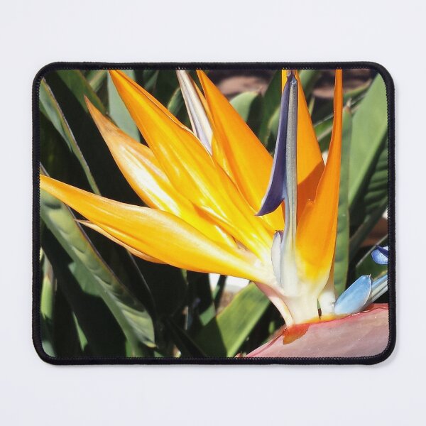 Item preview, Bird of Paradise (Photography:Unfiltered) designed and sold by Lori Ackley.