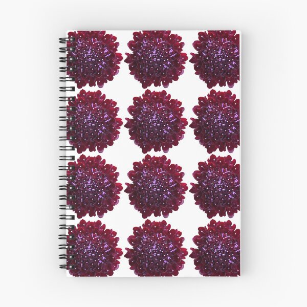 Item preview, Black Scabious Flower Still Life Floral Photography designed and sold by CottoVerdi.