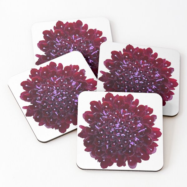 Item preview, Black Scabious Flower Still Life Floral Photography designed and sold by CottoVerdi.