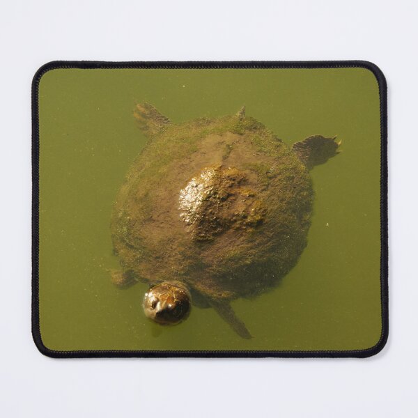 Item preview, Turtle at the Brooklyn Botanical Garden designed and sold by leeslayyy.