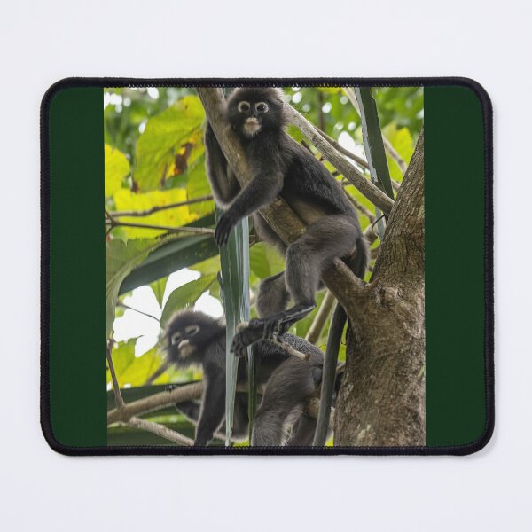 Item preview, Dusky Leaf Langur resting at Penang Hill Biosphere Reserve designed and sold by David ST Loh Images.