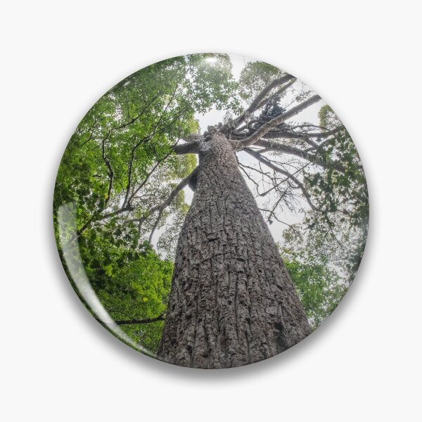 Item preview, A giant Meranti tree at the Penang Hill UNESCO Biosphere Reserve designed and sold by David ST Loh Images.