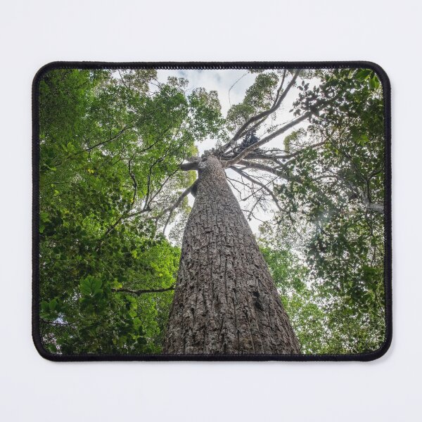 Item preview, A giant Meranti tree at the Penang Hill UNESCO Biosphere Reserve designed and sold by David ST Loh Images.
