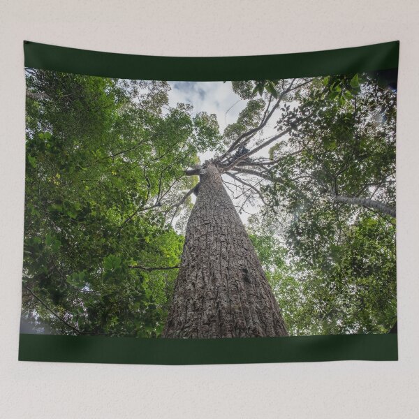 Artikelvorschau, Ein riesiger Meranti-Baum im UNESCO-Biosphärenreservat Penang Hill entworfen und verkauft von David ST Loh Images.