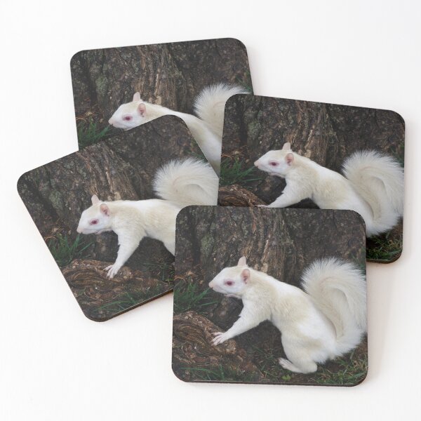Item preview, Albino Squirrel  designed and sold by billduncan.