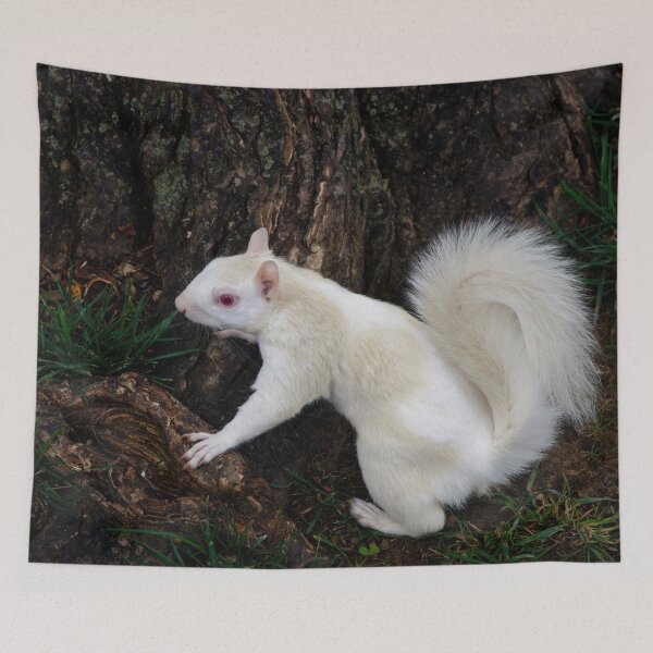 Item preview, Albino Squirrel  designed and sold by billduncan.