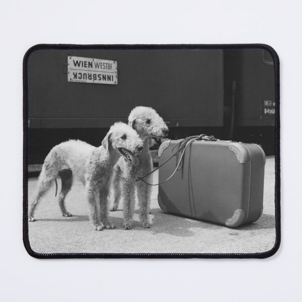 Item preview, Bedlington Terrier Dogs Wait for Train, Vintage Train Station in Austria designed and sold by ScienceSource.