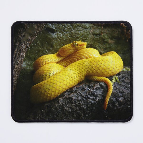 Item preview, Eyelash viper designed and sold by rootedrender.