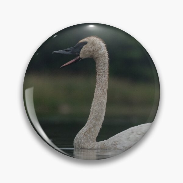 Item preview, Trumpeter Swan calling on Gile Flowage in Northern Wisconsin designed and sold by Steven Holt.