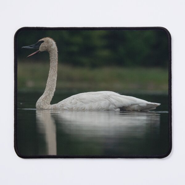 Item preview, Trumpeter Swan calling on Gile Flowage in Northern Wisconsin designed and sold by Steven Holt.