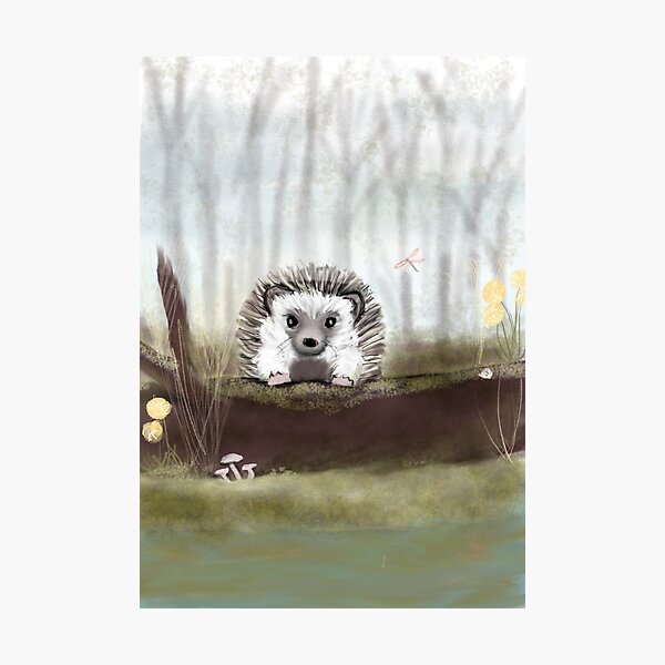Hedgehog Photographic Print